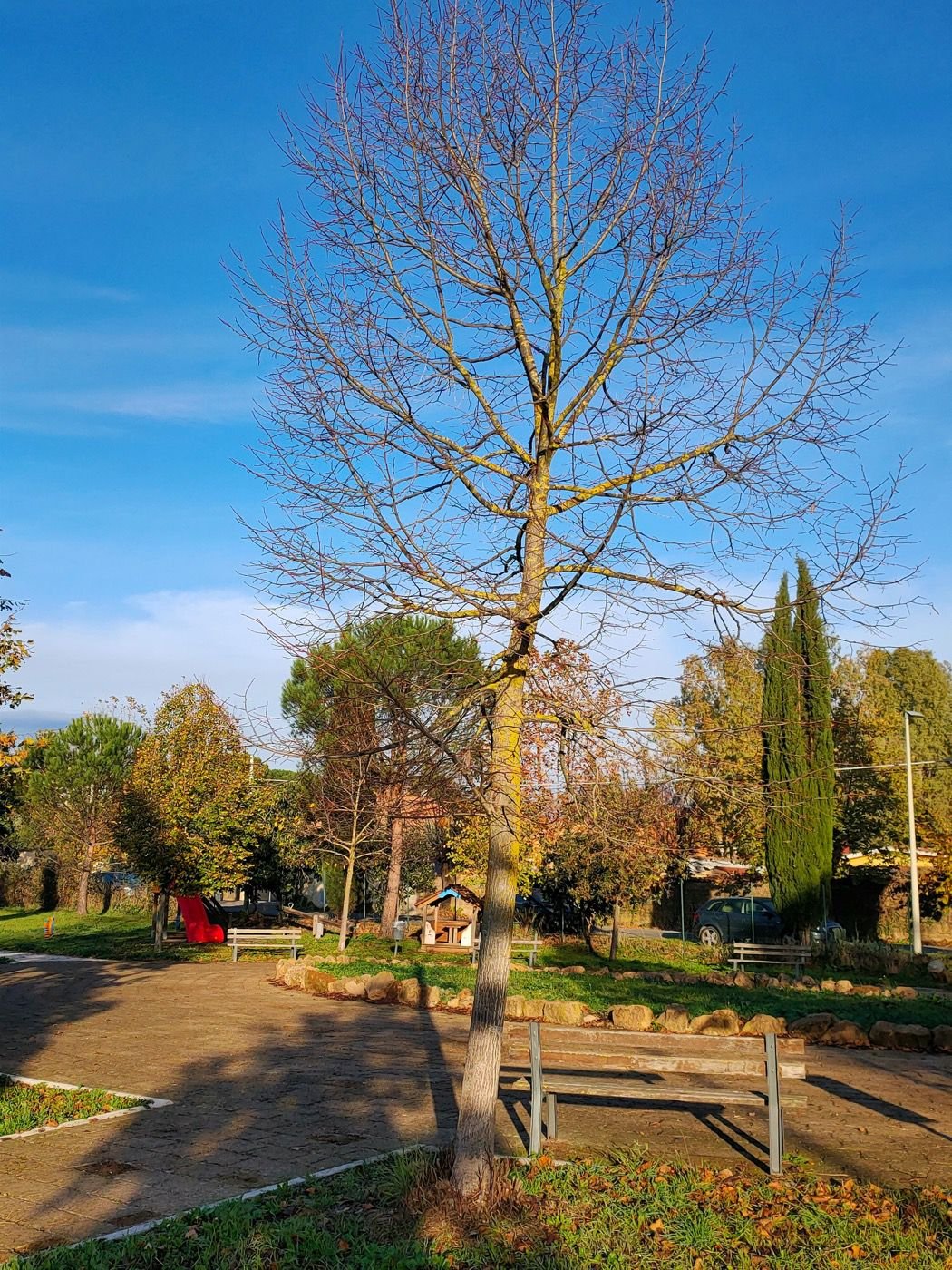 Arbre après élagage : couronne aérée et forme équilibrée