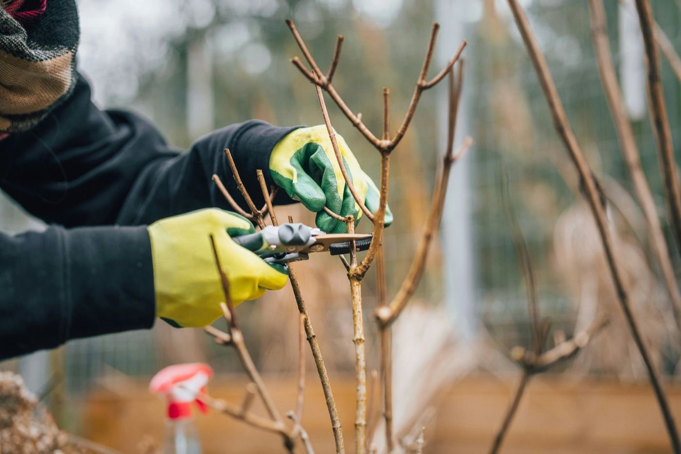 Techniques d'élagage pour arbres fruitiers en floraison