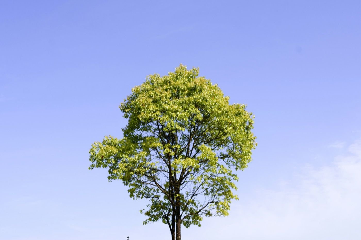 Arbre avant élagage : couronne dense et branches mal équilibrées