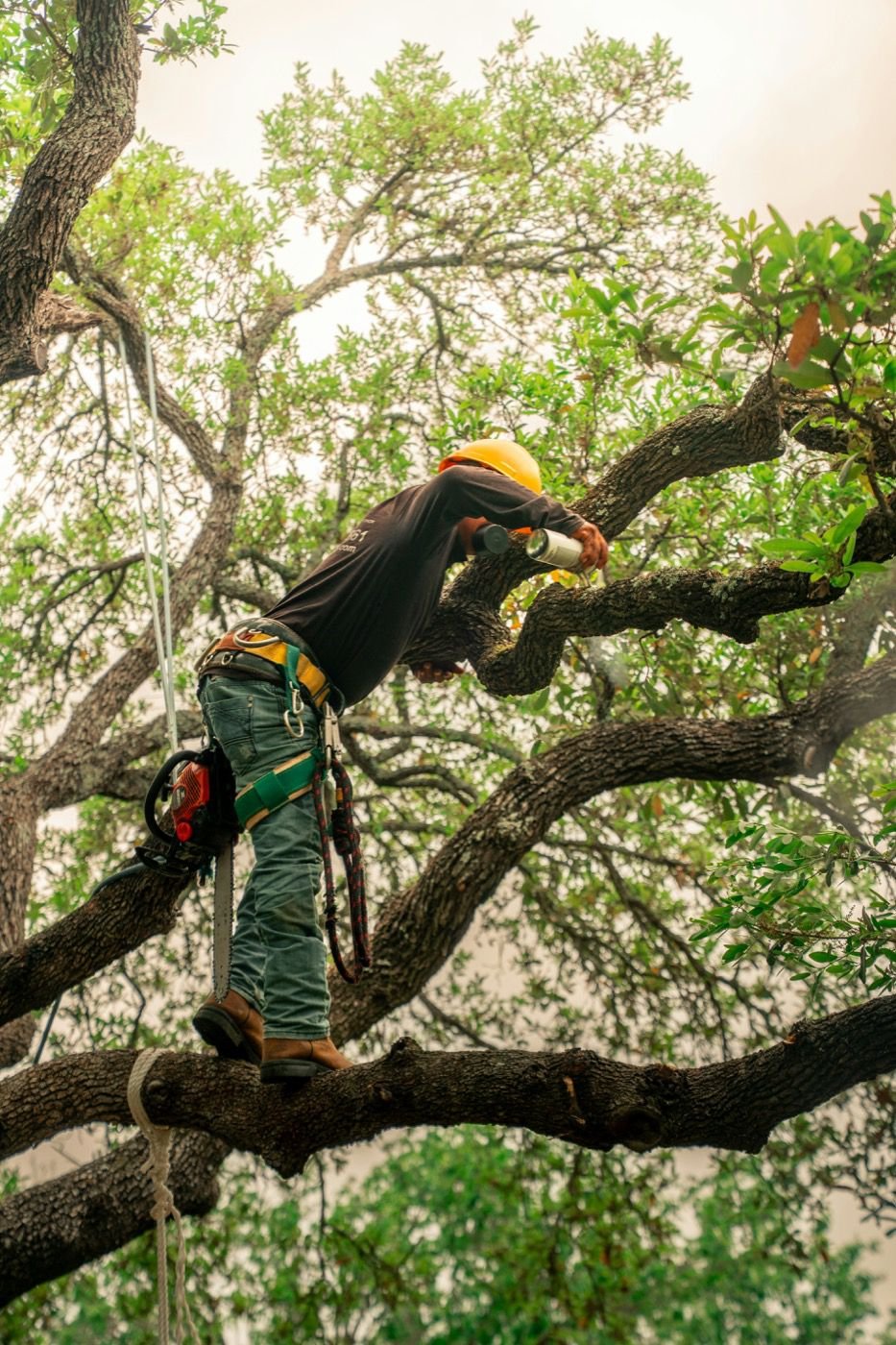 Élagueur professionnel taillant un arbre pour améliorer sa forme et sa sécurité