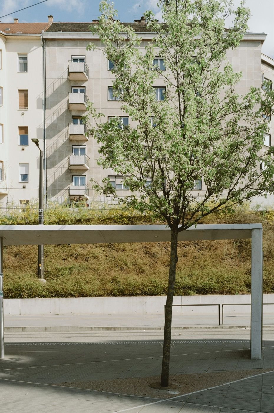 Élagage d'un arbre en milieu urbain pour la sécurité des passants