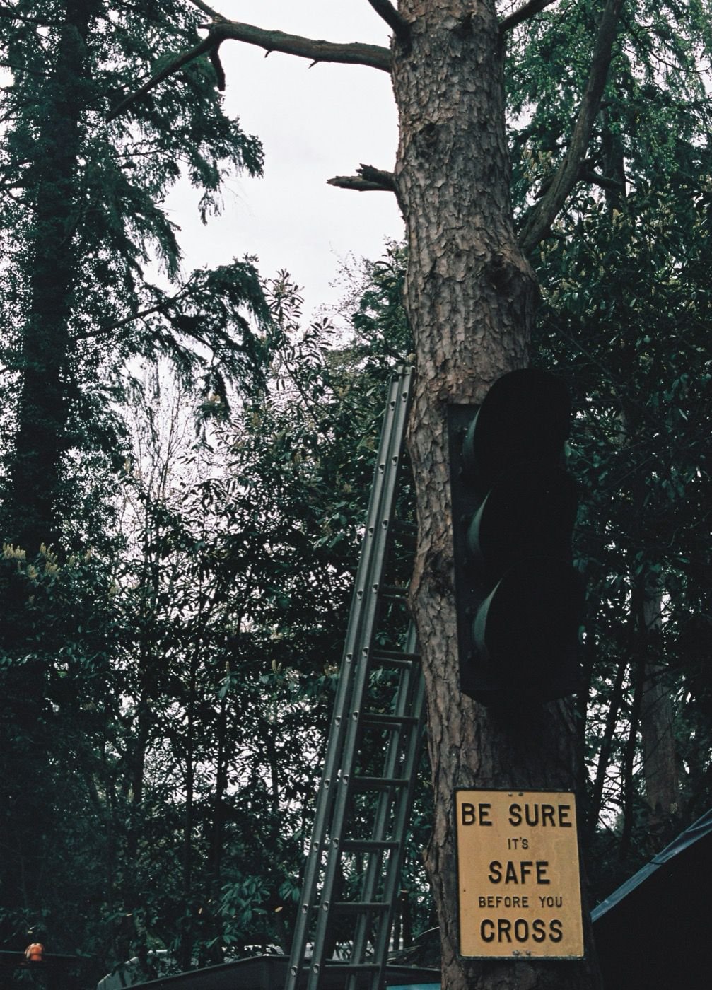 Élagueur grimpeur taillant un arbre en hauteur en toute sécurité