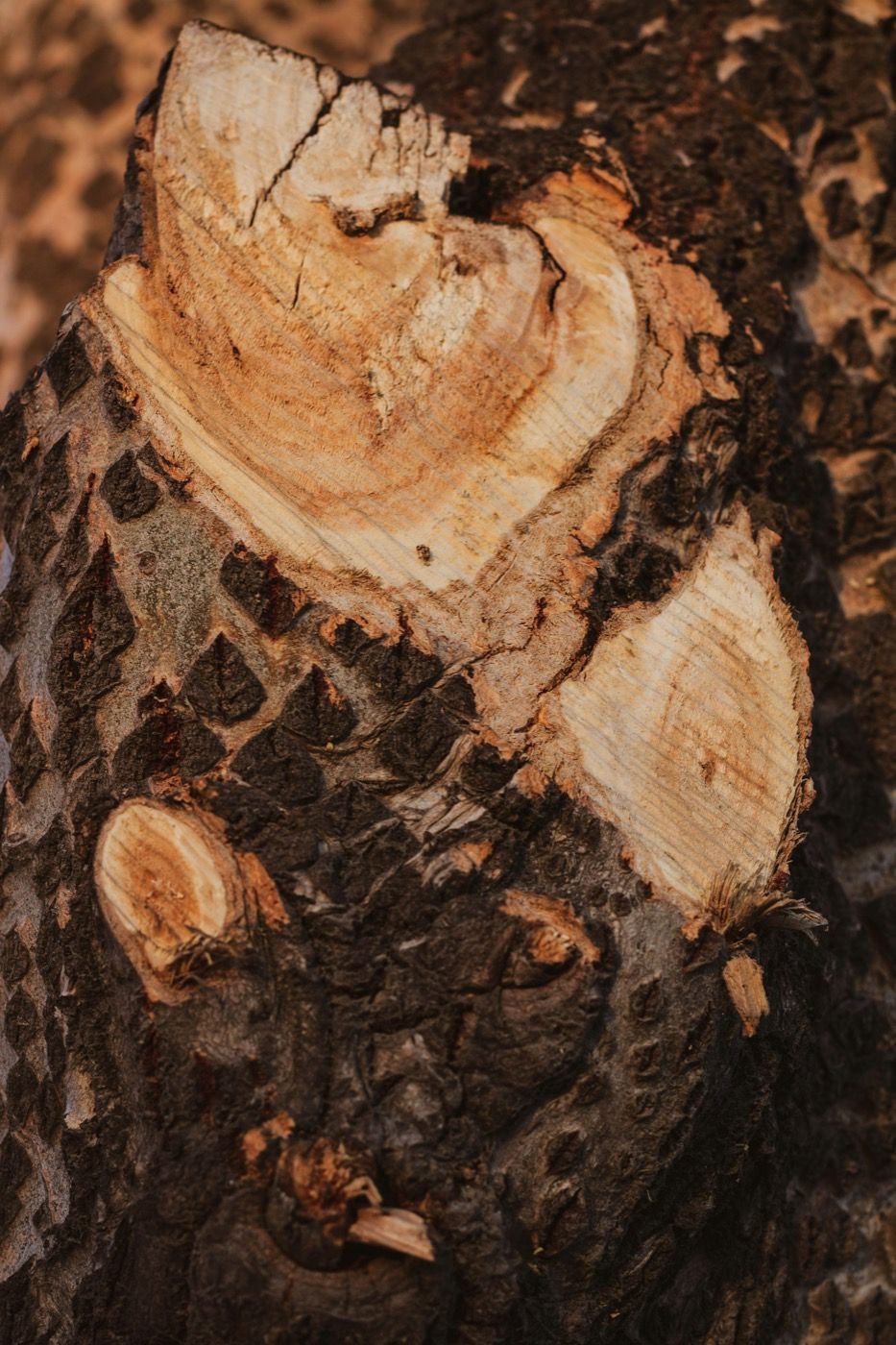 Exemple de différentes techniques d'élagage sur un même arbre