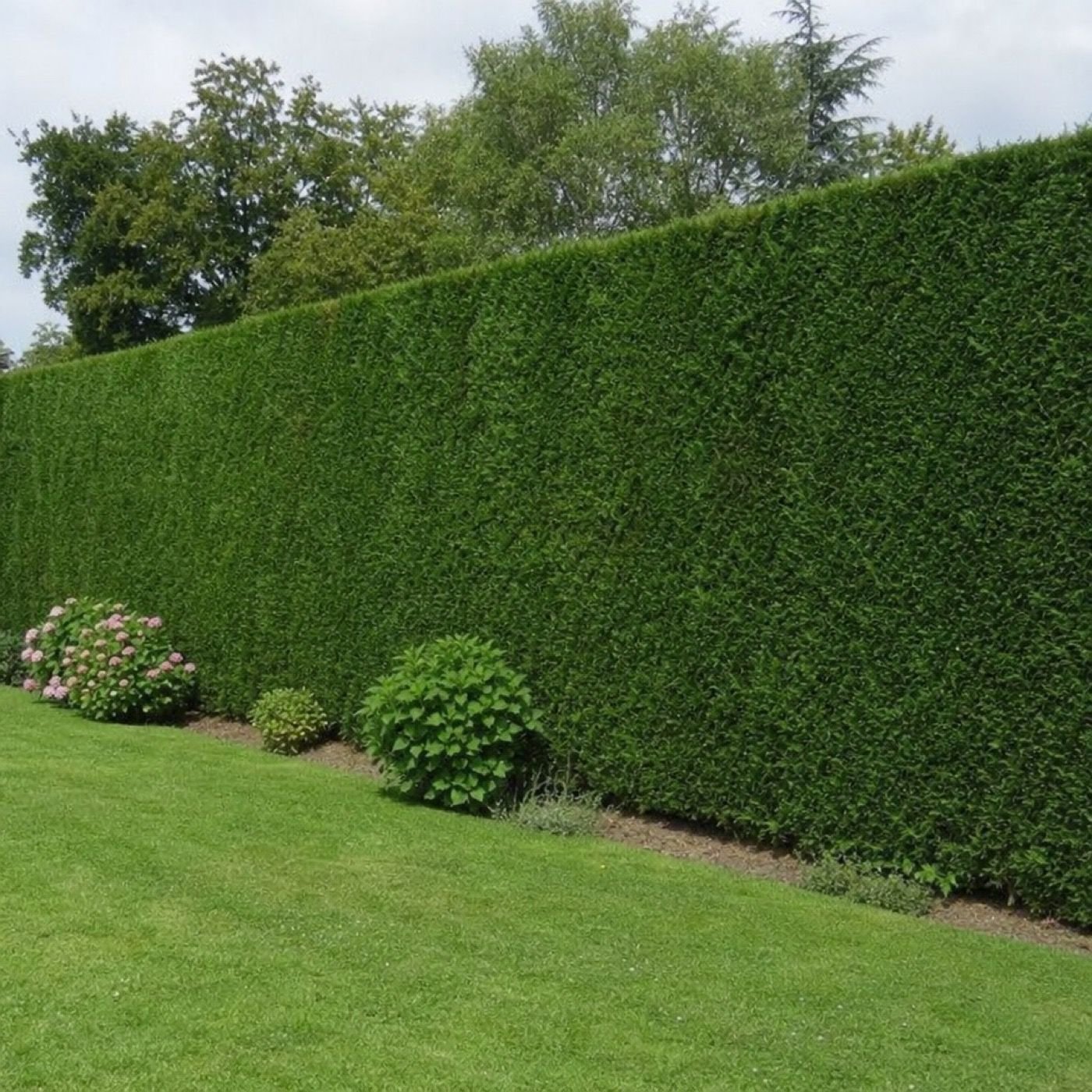 Haie haute bien taillée dans un jardin en Seine-Maritime