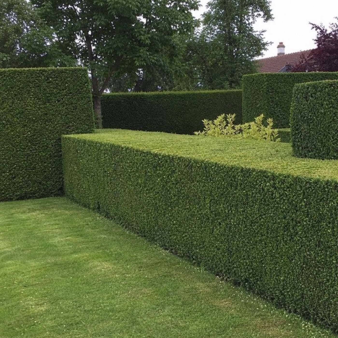 Haies bien taillées et entretenues dans un jardin particulier